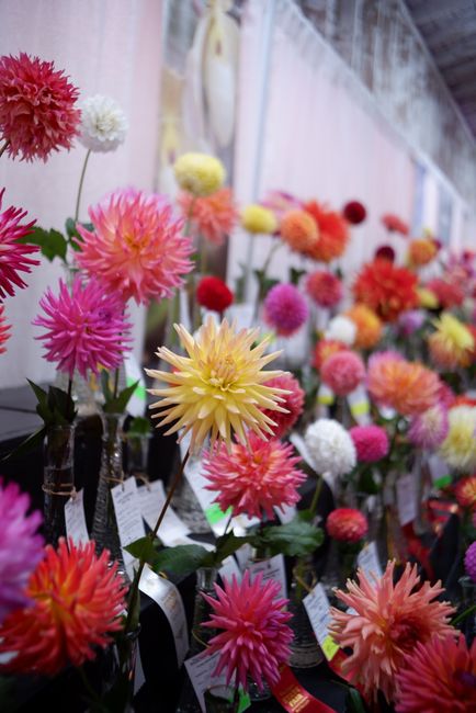 A vibrant display of fresh dahlias in shades of pink, orange, yellow, and white arranged in individual glass vases, each with a small white tag attached, placed on a table indoors under soft lighting.