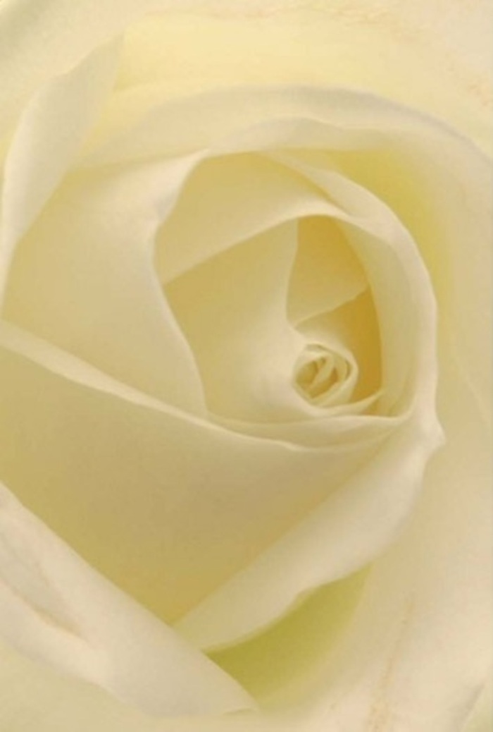 From the very first glance, the close-up of this classic white rose instantly captivates, reflecting the refined tranquility that Harefield is so well known for. Each petal, layered in soft spirals with creamy, matte surfaces interlaced with gentle silky highlights, appears to be sculpted by both nature and an attentive florist's patient hands. Illuminated by a tender light reminiscent of a peaceful afternoon at Annington Green, the petals seem to glow from within-shades of ivory and palest buttercream merging seamlessly, with fine shadows lending the bloom depth and poise. The composition is all about peaceful sophistication and emotional resonance, making it well-suited for the most cherished occasions in Harefield: weddings at local chapels, heartfelt apologies, or moments of sincere remembrance celebrated within the community. The tightly spiraled core suggests unwavering purity and resilience, standing strong while its outer, near-translucent petals reveal life's fragility. This exquisite rose, fresh and thoughtfully arranged for delivery across Harefield, carries a subtle, clean fragrance-evoking visions of dew-kissed mornings as much as the warm, steady embrace of friendship or love. Every detail in the natural gradation, the silent narrative of colour and shadow, and the composition's artisan touch makes this creation a timeless and graceful choice for honouring memory, affection, or hope.